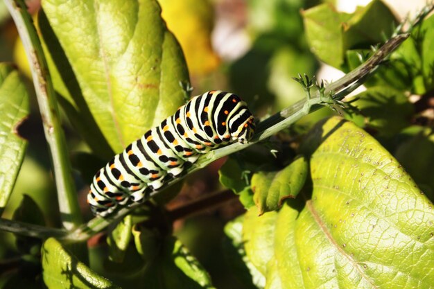 写真 植物上のカタツムリ