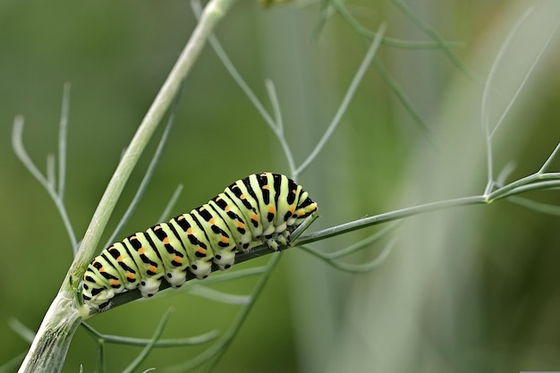 Caterpillar op blad