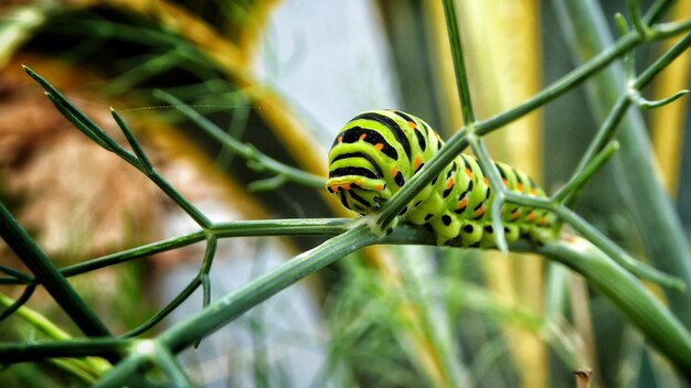 Foto caterpillar op stengel