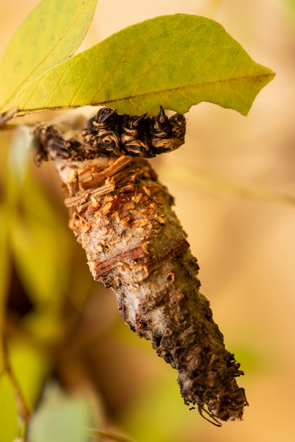 Caterpillar op zijn cocon die boomblad eet