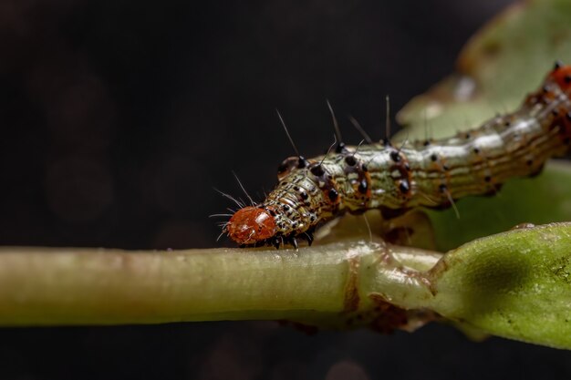 Caterpillar of the order lepidoptera eating a Common Purslane plant of the species Portulaca oleracea