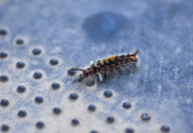 The caterpillar Orgyia Antiqua, rusty tussock moth or vapourer