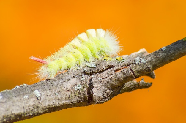 Caterpillar overcomes obstacles to find food
