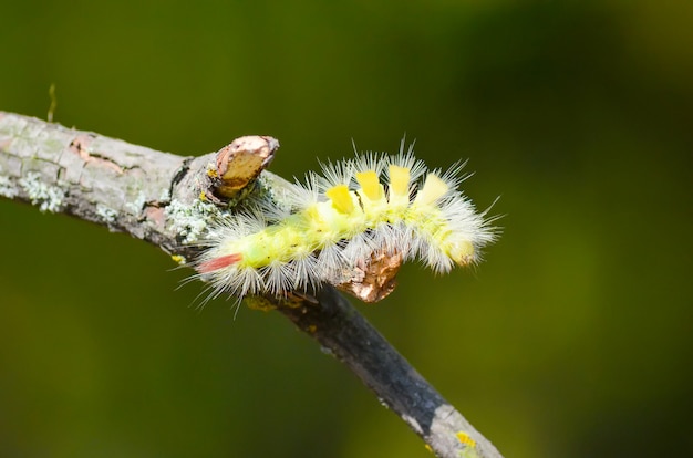 Caterpillar overcomes obstacles to find food