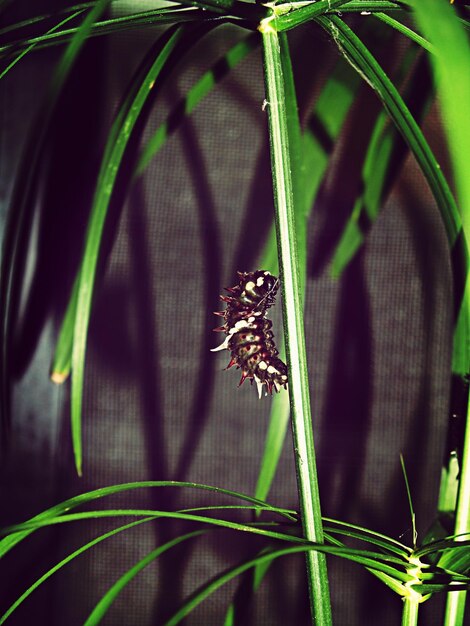 Caterpillar on plant in field