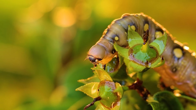 A caterpillar on a plant with green leaves and the sun shining on it