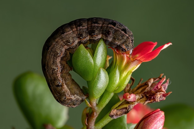 식물의 꽃을 먹는 Spodoptera cosmioides 종의 애벌레 Kalanchoe blossfeldiana 종의 Flaming Katy