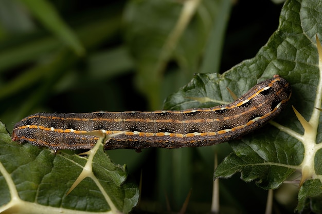 Bruco della specie spodoptera cosmioides mangia una foglia di una pianta del genere solanum