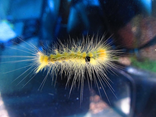 Photo a caterpillar that is on a glass