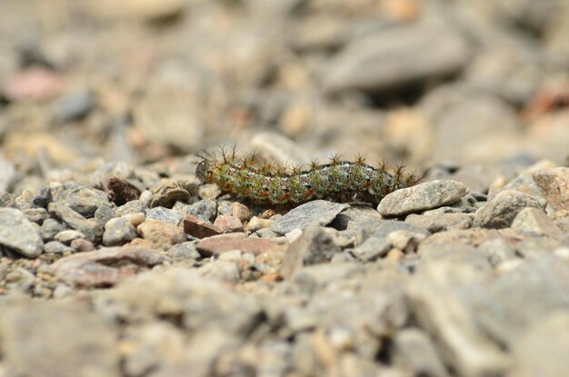 Photo caterpillar with selective focus on the stones