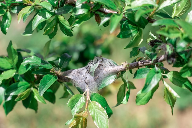 Палатка гусеницы обмоталась коконом паутины на ветке фруктового дерева Вредители огородных растений