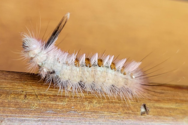 Foto caterpillar