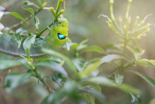 Caterpillar