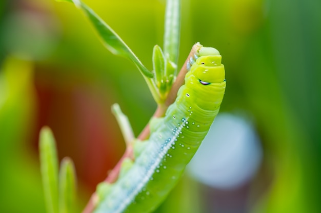 Caterpillar