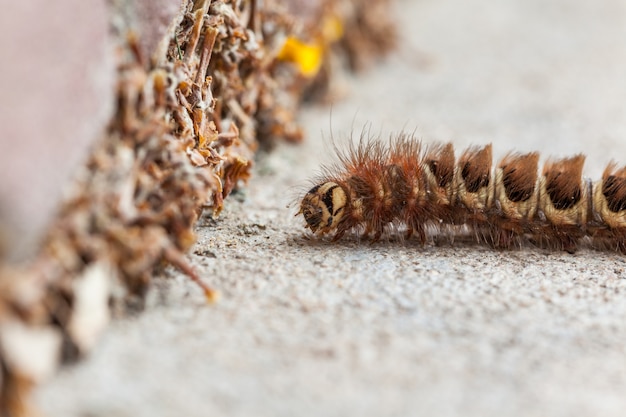 Caterpillar