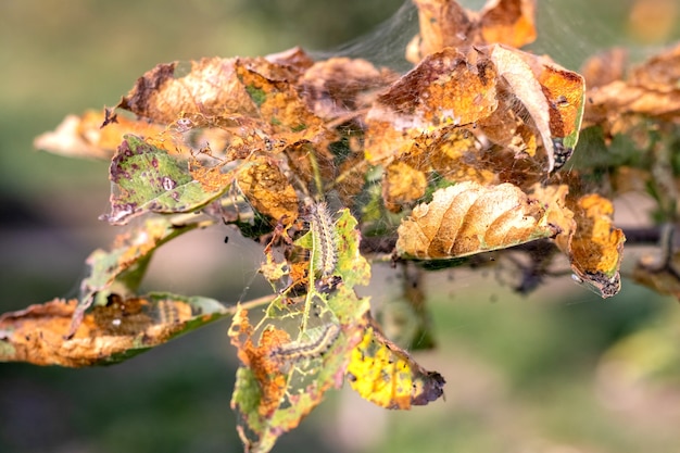 Photo caterpillars on apple leaves damage the tree. garden pests