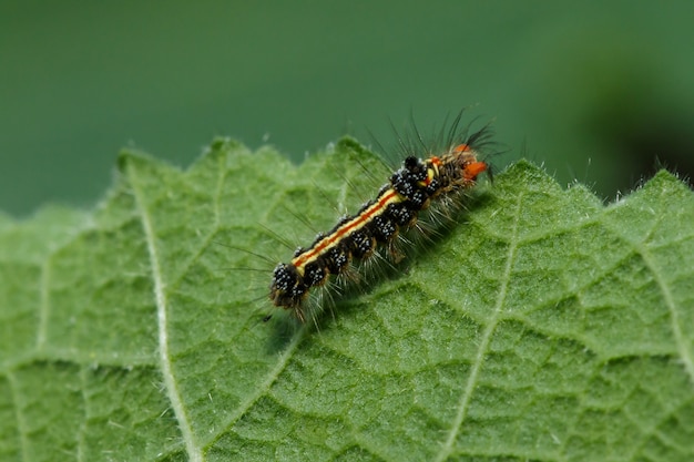 The caterpillars are eagerly eating fresh leaves.