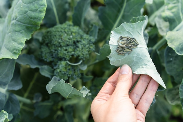 Caterpillars on a broccoli leaf