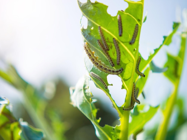 Caterpillars of cabbage butterfly larvae eat cabbage leaves\
pests in garden plots