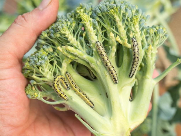 Caterpillars of cabbage butterfly larvae eat cabbage leaves Pests in garden plots