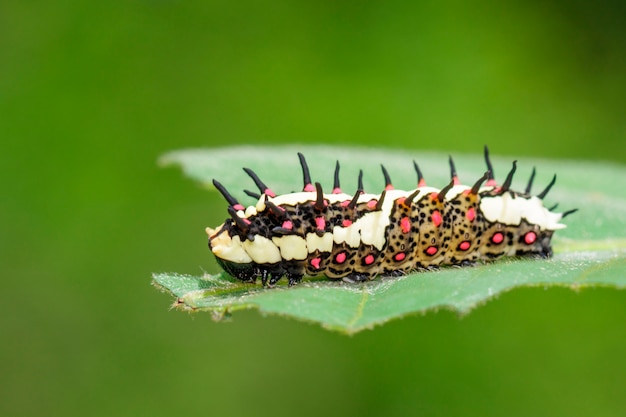 Caterpillars of common mime on green leaves