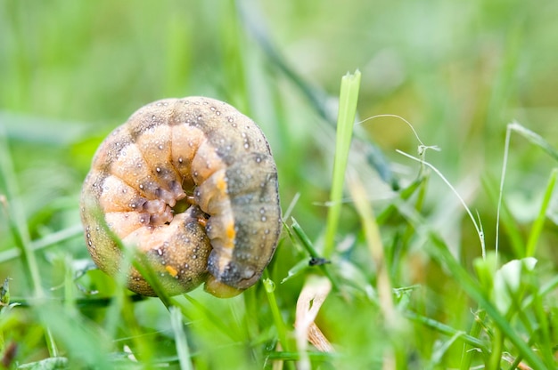 Photo caterpillars in green grass