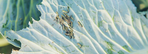 Caterpillars on the leaves of cabbage