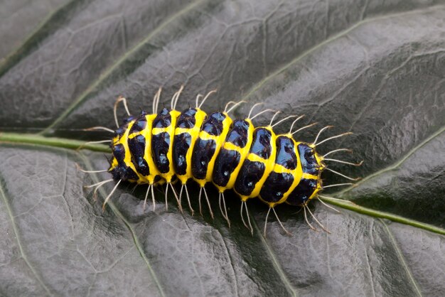 Caterpillars on leavesxAxA