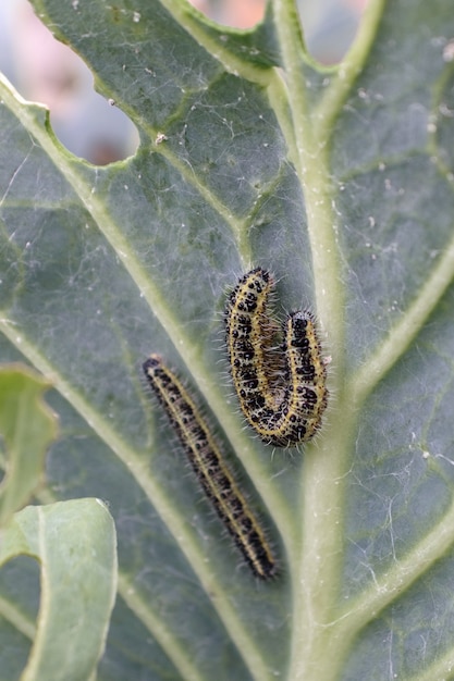 Фото Гусеницы большой белой бабочки (pieris brassicae) паразитируют на капустном листе, крупным планом.