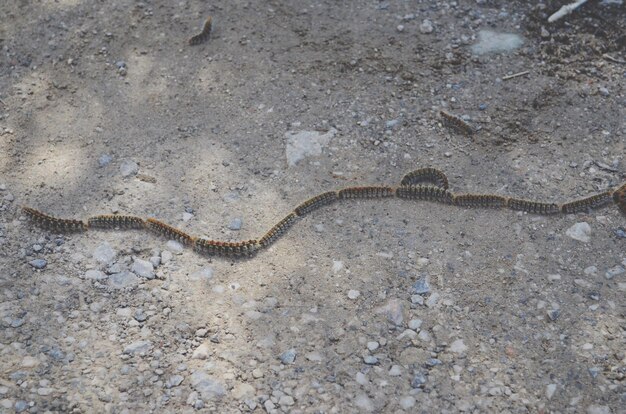 Caterpillars on sand