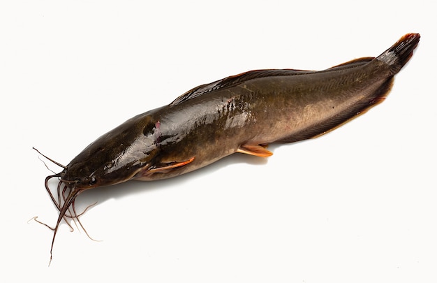 The catfish (Ariopsis felis). Isolated on white