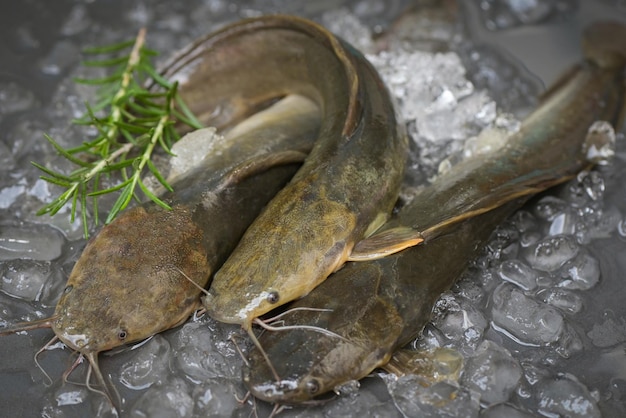 Catfish on ice in the fish market fresh raw catfish freshwater\
fish catfish for cooking food fish with ingredients herb\
rosemary