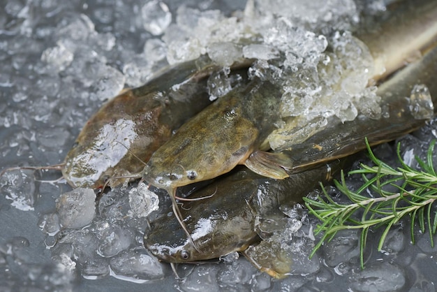 Catfish on ice in the fish market fresh raw catfish freshwater\
fish catfish for cooking food fish with ingredients herb\
rosemary