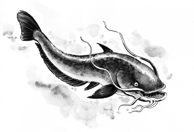 Catfish. Ink and watercolor drawing