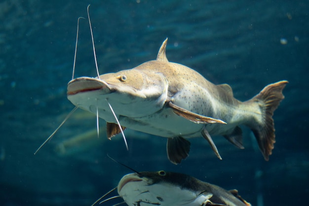 Photo a catfish swims under water in a tank.