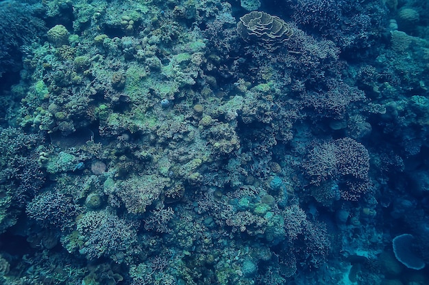 Catfish underwater / ocean underwater, coral reef