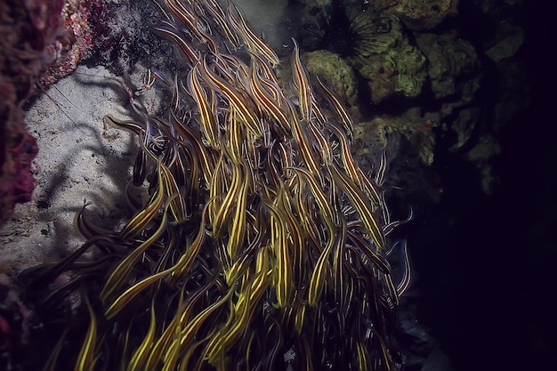 catfish underwater / ocean underwater, coral reef