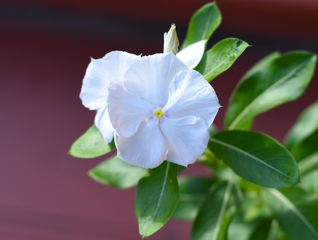 Catharanthus Mediterrane bloem algemeen bekend als maagdenpalm