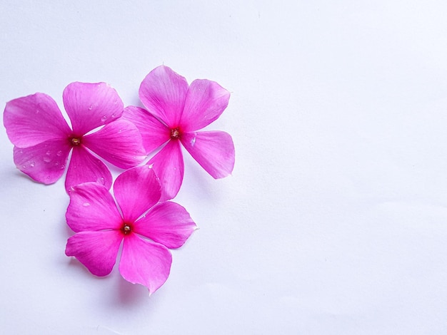 Catharanthus Roseus 흰색 배경에 고립