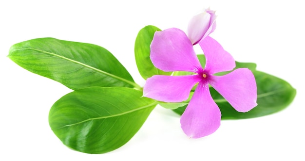 Catharanthus roseus 또는 약용 Nayantara