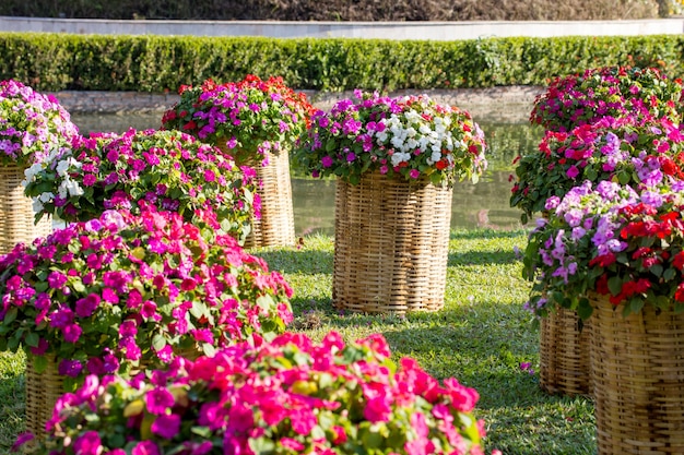 Catharanthus roseus op de decoratie van de weefselmand in de tuin openlucht