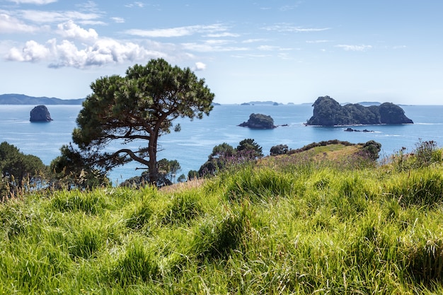 Cathedral Cove bij Hahei in Nieuw-Zeeland