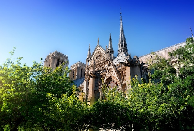 Cathedral Notre Dame de Paris among trees, France