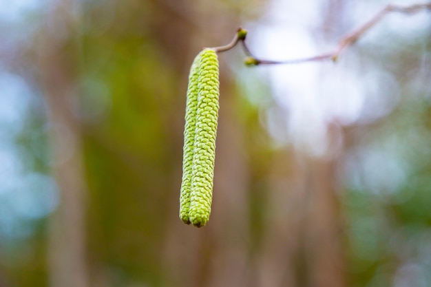 일반적인 개암나무, Corylus avellana, 새로운 삶을 시작하는 개념, 이른 봄