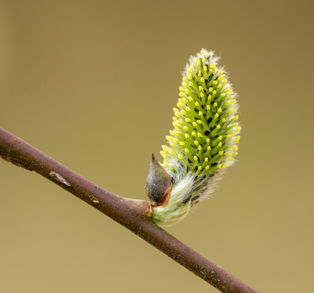 봄에 갯버들에 Catkins