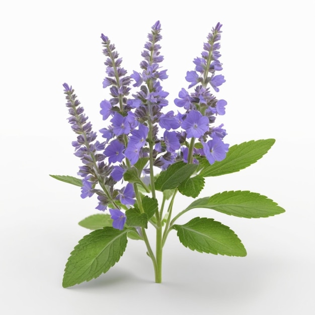 Photo catmint flower psd on a white background