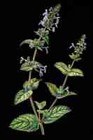 Photo catmint nepeta spp black botanical illustrations collage artwork