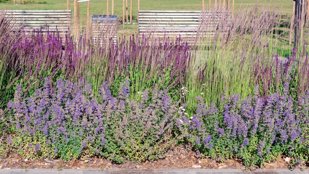 Catnip flowers Nepeta in the city parkSelective focus