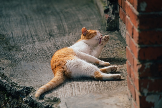 猫が体を掃除しています。