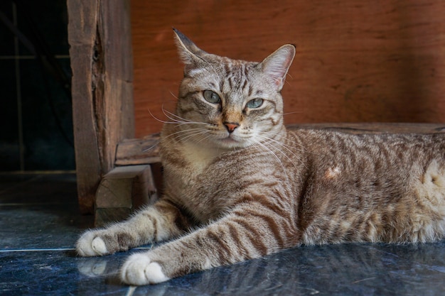 I gatti si chiedono cosa ci aspetta e sembrano carini.